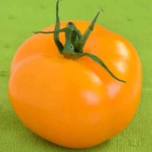 golden-sunrise-tomato-seed-2