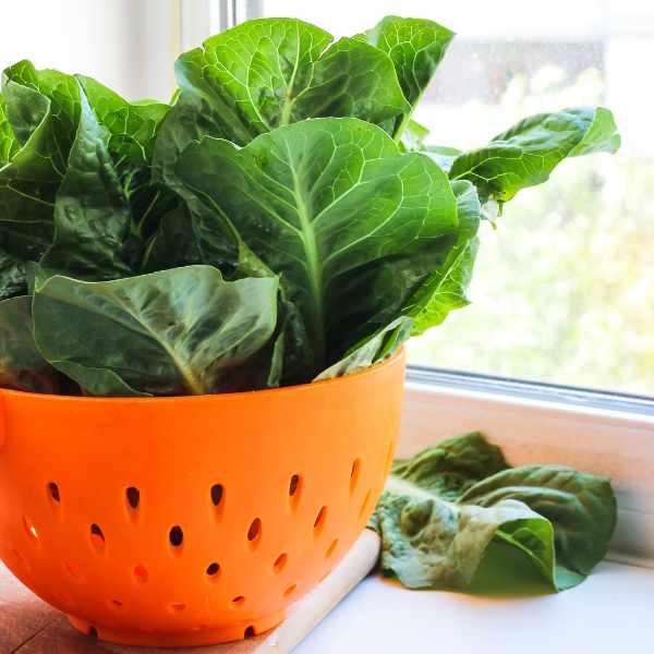 Lettuce: A Backyard Superpower for Sustainable Living