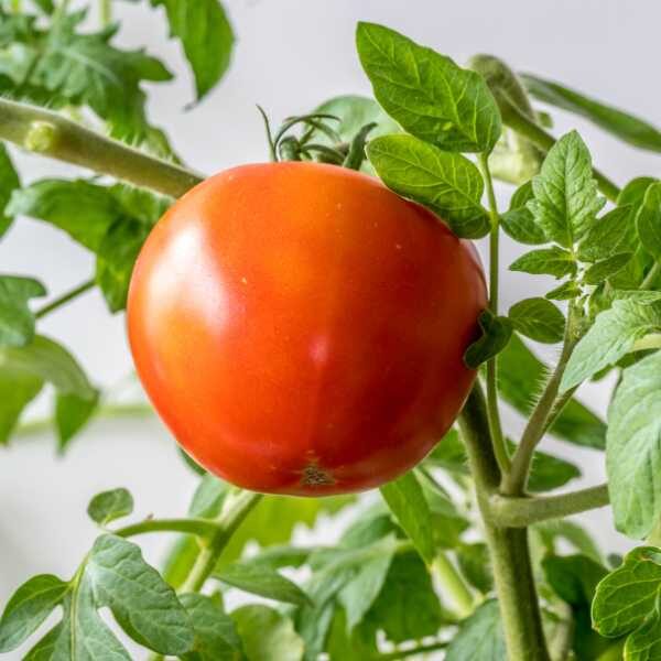 salad tomato-money-maker-seeds-2 salad tomato-money-maker-seeds-2