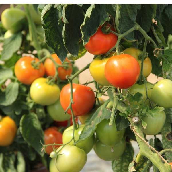 salad tomato-money-maker-seeds-3 salad tomato-money-maker-seeds-3