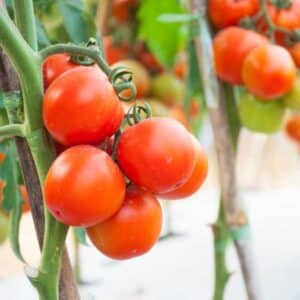 Tomato Money Maker