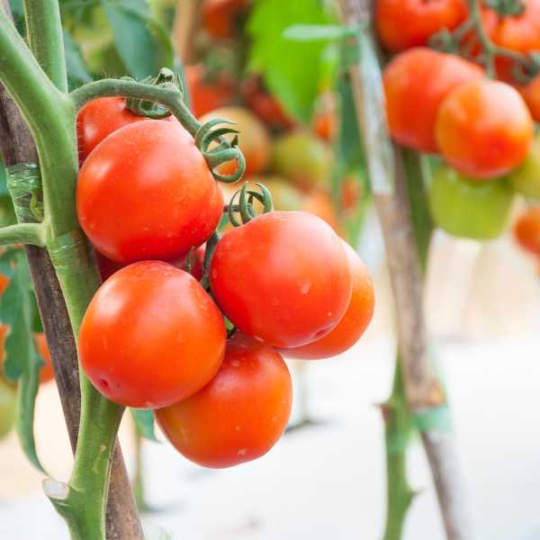 Indeterminate V’s Determinate Tomatoes