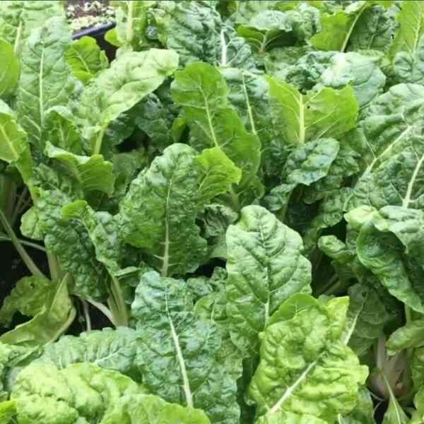 spinach-english-winter-giant=seeds spinach-english-winter-giant=seeds