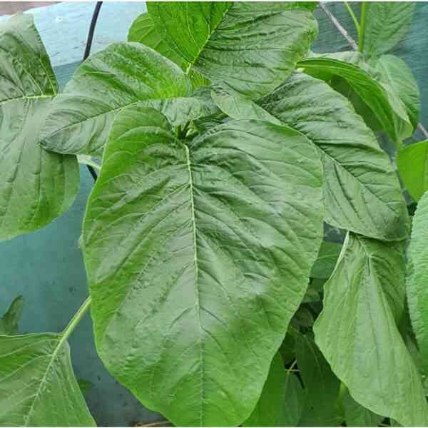 spinach-seeds-1 spinach-seeds-1