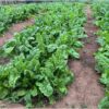 spinach-seeds