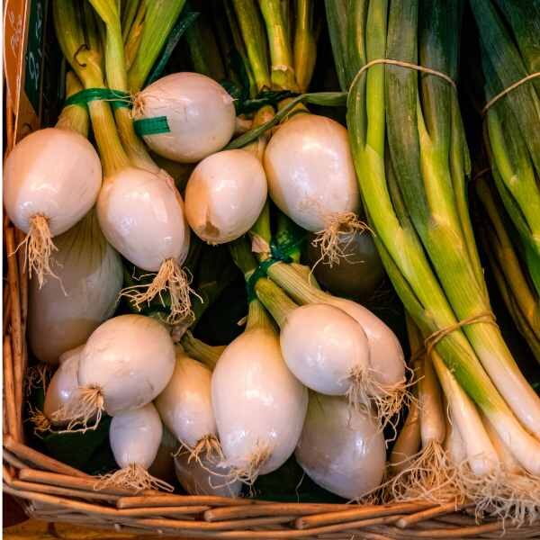 spring-onion-pompeii-seed spring-onion-pompeii-seed