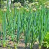 spring-onion-pompeii-seeds-1