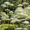 angelica-seeds-1