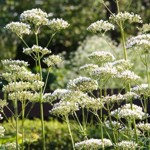 angelica-seeds-1 angelica-seeds-1