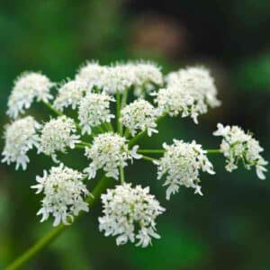 angelica-seeds-2