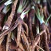 angelica-seeds-4