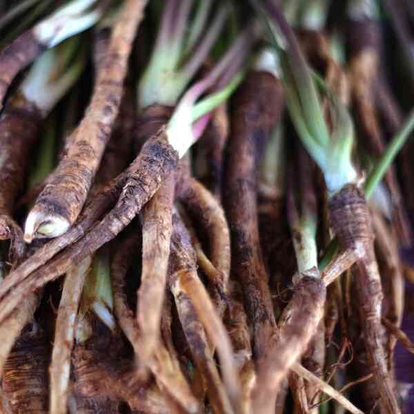 angelica-seeds-4 angelica-seeds-4