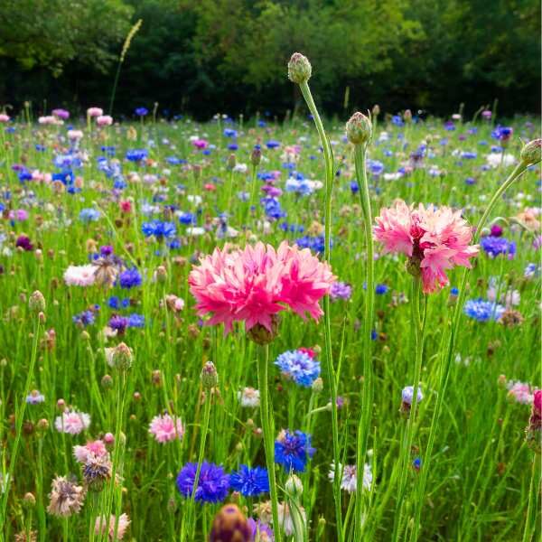 cornflower-red-ball-seeds-2 cornflower-red-ball-seeds-2