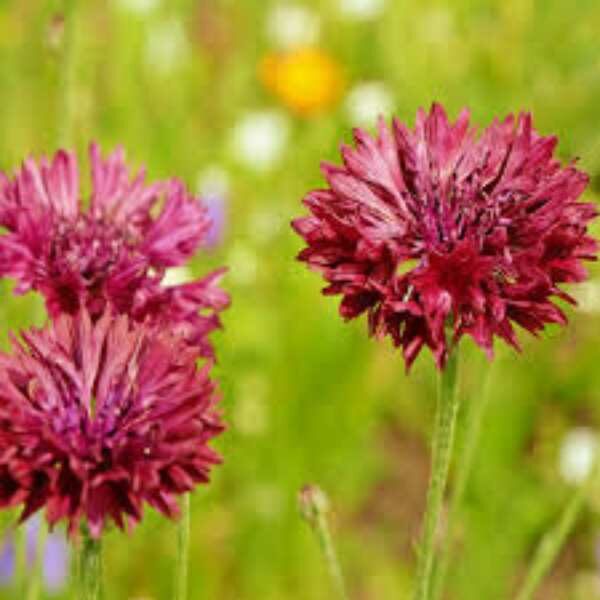 cornflower-red-ball-seeds-3 cornflower-red-ball-seeds-3