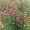 cornflower-red-ball-seeds-4