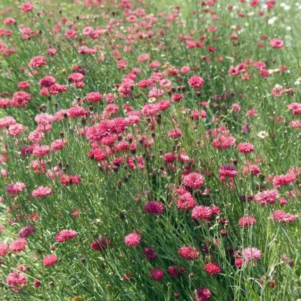cornflower-red-ball-seeds-4 cornflower-red-ball-seeds-4