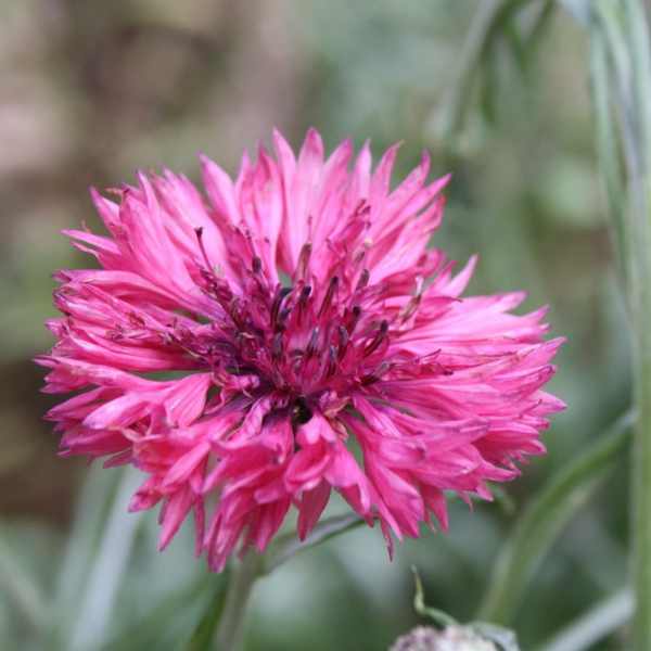 flower red cornflower seeds