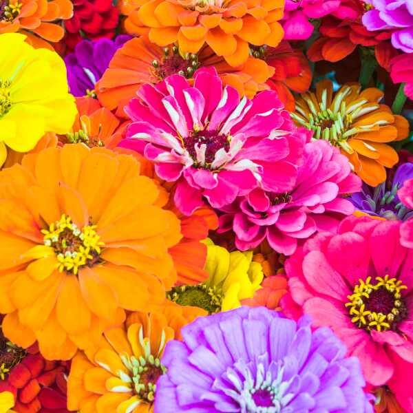 zinnia-lilliput-seeds-1 zinnia-lilliput-seeds-1