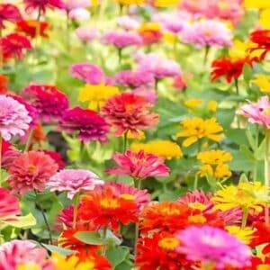 Zinnia Lilliput