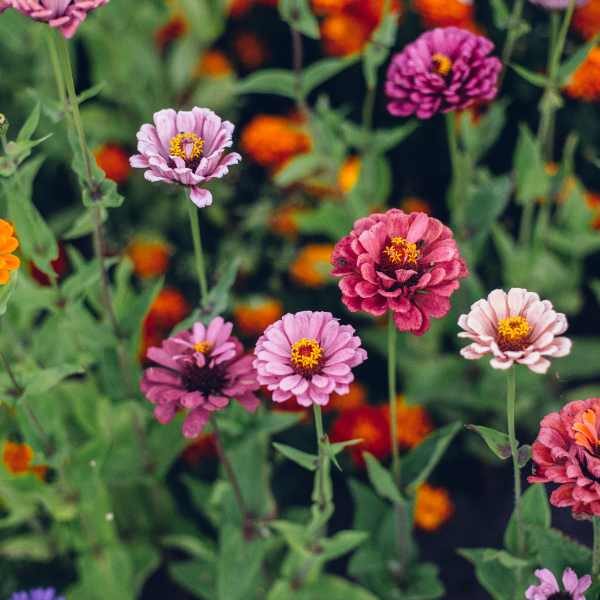 zinnia-lilliput-seeds-4 zinnia-lilliput-seeds-4