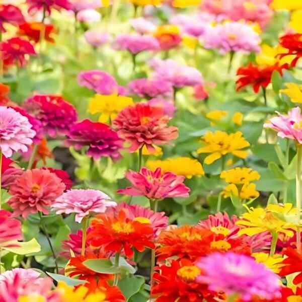 zinnia-lilliput-seeds zinnia-lilliput-seeds