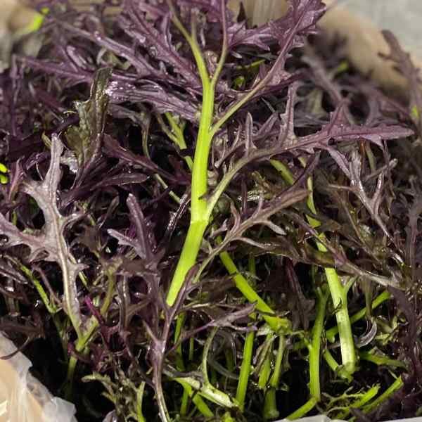 mizuna-ruby-red-streaks-seeds-6 mizuna-ruby-red-streaks-seeds-6