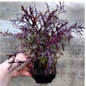 Mizuna Ruby Streaks