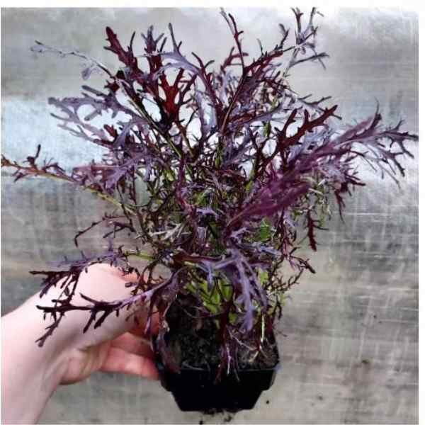 mizuna-ruby-red-streaks-seeds-7 mizuna-ruby-red-streaks-seeds-7