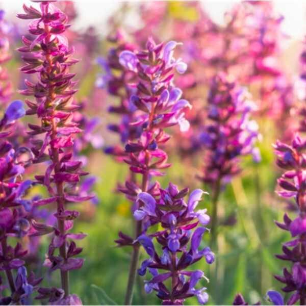 salvia-tericolour-seed salvia-tericolour-seed