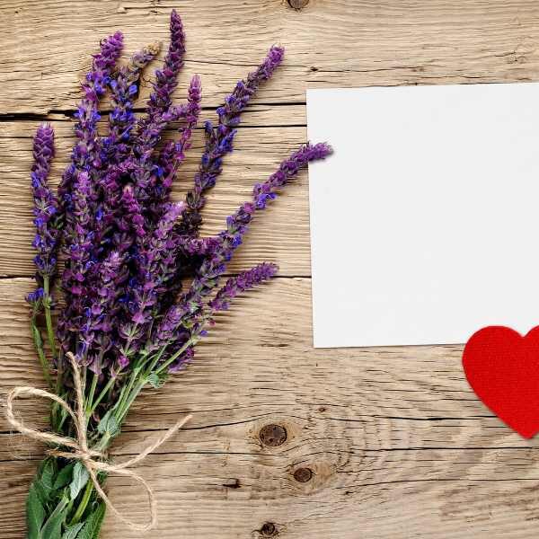 salvia-tericolour-seed-styled salvia-tericolour-seed-styled