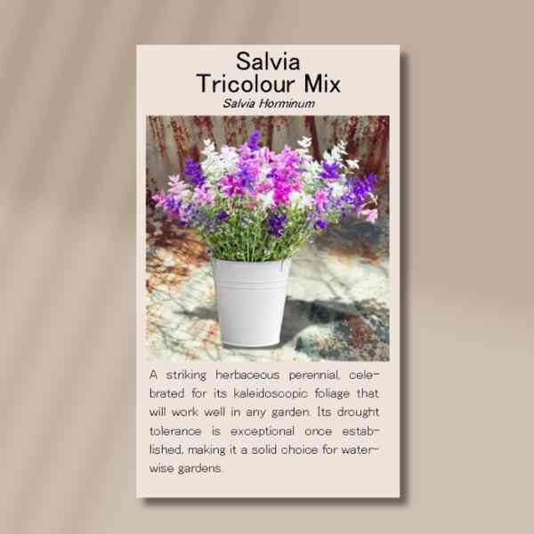 salvia-tricolour-front salvia-tricolour-front