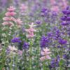 salvia-tricolour-mix-3