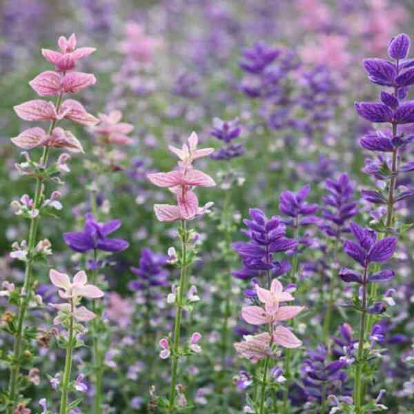 salvia-tricolour-mix-3 salvia-tricolour-mix-3