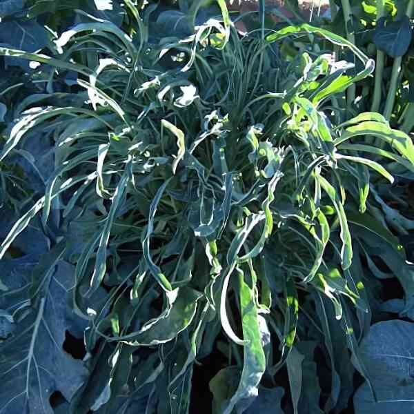 broccoli-spigarello-seeds-2 broccoli-spigarello-seeds-2