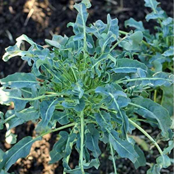 broccoli spigariello seed