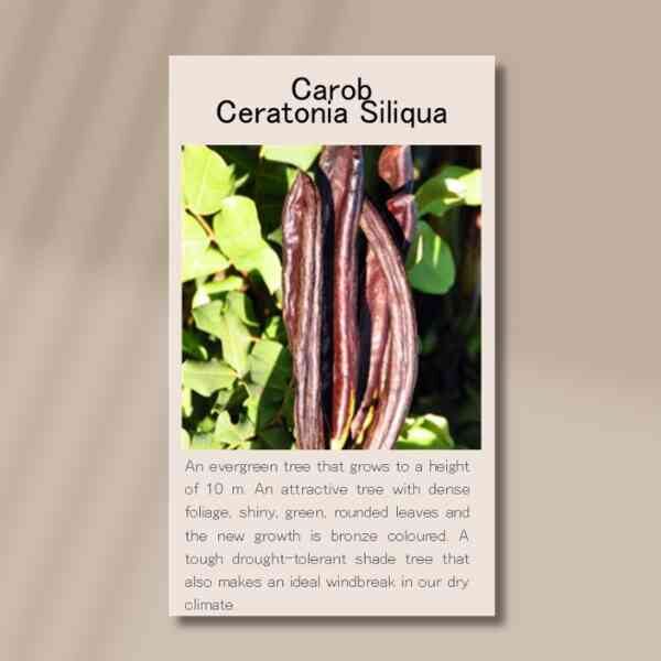 carob-front carob-front
