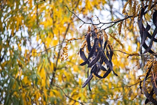 carob-seeds-gallery-1 carob-seeds-gallery-1