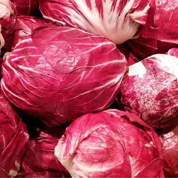 chicory-palla-rossi-seed chicory-palla-rossi-seed