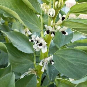 Broad Bean Egyptian