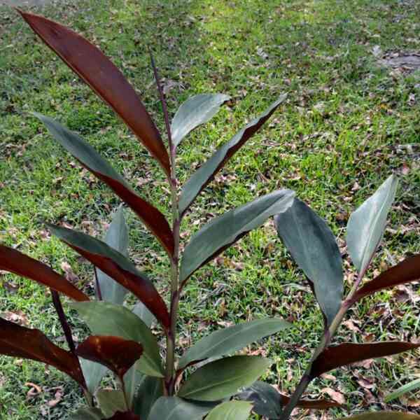 native-blue-ginger-seeds-2 native-blue-ginger-seeds-2