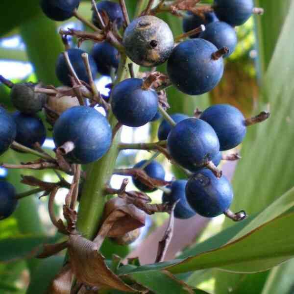 native-blue-ginger-seeds-3 native-blue-ginger-seeds-3