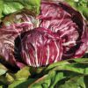 radicchio-palla-rossi-seeds-4