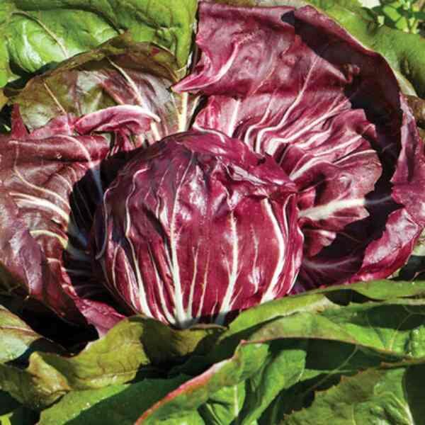 radicchio-palla-rossi-seeds-4 radicchio-palla-rossi-seeds-4