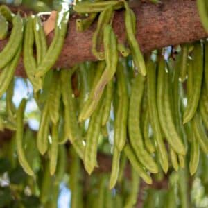 Carob