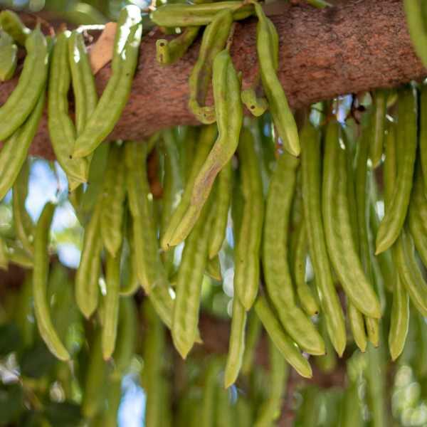 tree-carob-seeds tree-carob-seeds