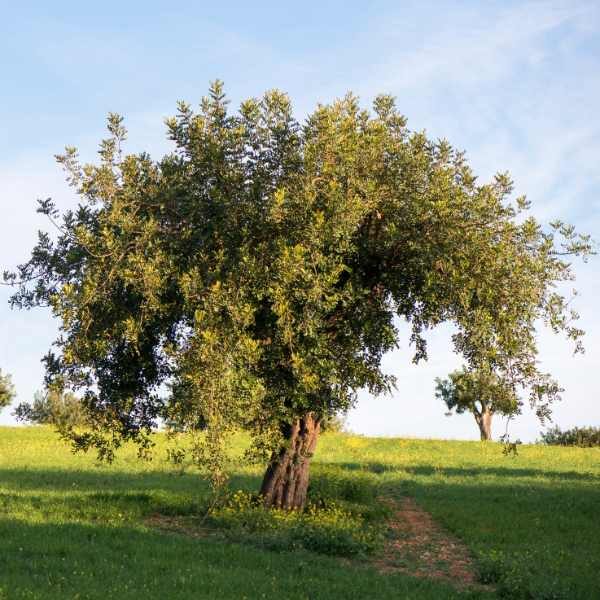 tree-carob-seeds2 tree-carob-seeds2