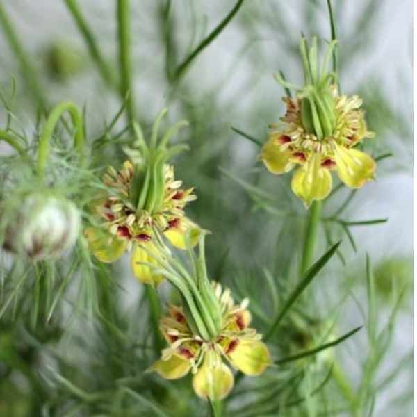 Copy of nigella-transformer-seed2 Copy of nigella-transformer-seed2