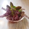 basil-holy-red-seeds-2