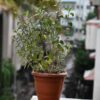 basil-holy-red-seeds-4