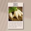daikon-front